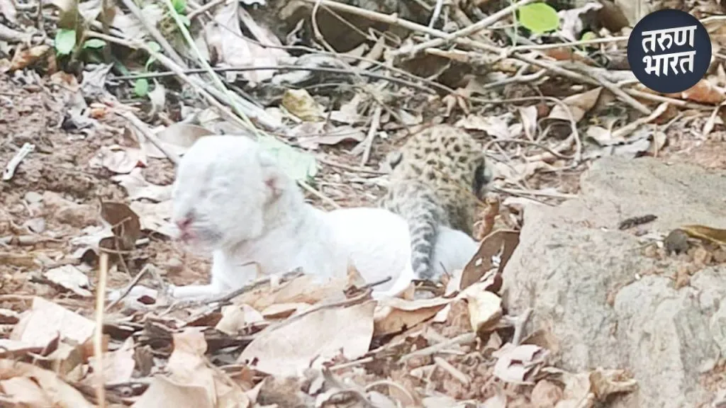 returned forest female leopard forest department installed camera
