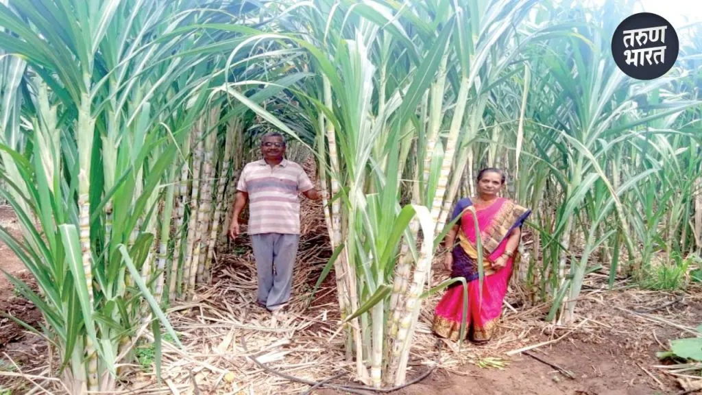 Rasvanti sugarcane can fetch a price of rupees 7 to 8 thousand