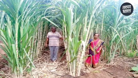Rasvanti sugarcane can fetch a price of rupees 7 to 8 thousand
