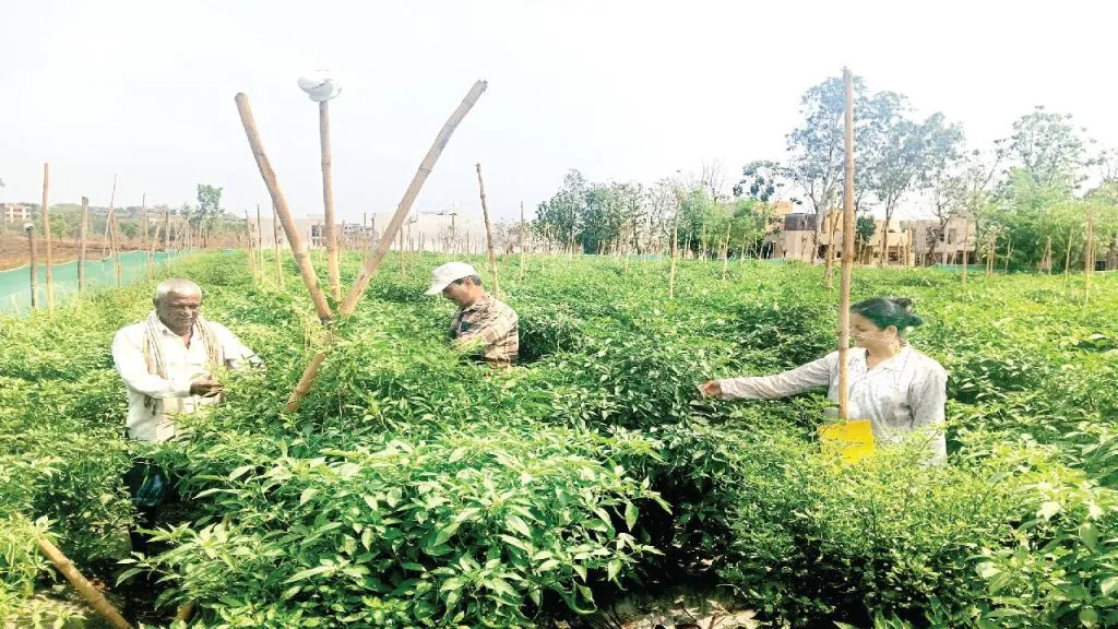 sugarcane farming stop start growing chillies earning income 4 lakh