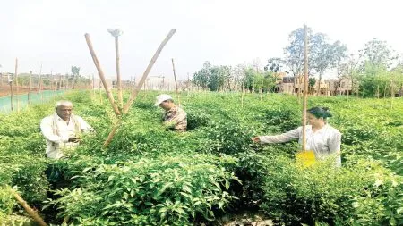 Success Story : तिखट मिरचीची गोड कहाणी, 12 गुठ्यातून 4 लाखांचं उत्पन्न sugarcane farming stop start growing chillies earning income 4 lakh