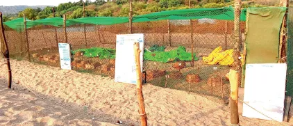 "A record 33,234 turtle eggs protected in Guhagar