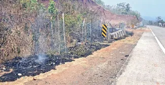 Plants Along the Highway Scorched in Wildfire