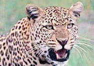 कोयना प्रकल्प वसाहतीमध्ये बिबट्याचा वावर, जनतेत घबराट "Leopard Sighting in Koyna Project Colony Sparks Panic Among Residents