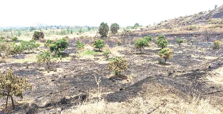 बारा एकर हापूस आंबा बाग जळून भस्मसात 12 Acres of Hapus Mango Orchard Reduced to Ashes in Fire