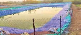 डिस्कळ येथे शेततळ्यातून सुमारे १२०० माशांची चोरी Around 1,200 fish stolen from farm pond in Diskal