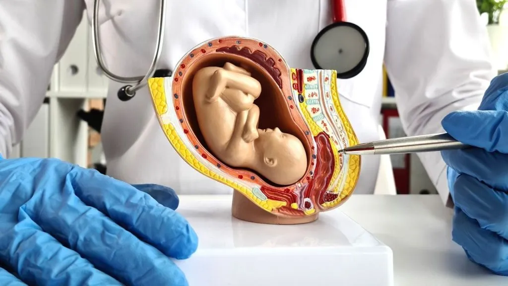 Pregnancy in an artificial uterus