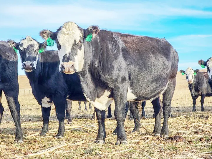 Animal census work completed in the district