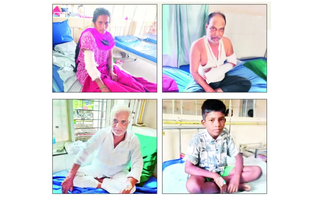 कुद्रेमनीत पिसाळलेल्या कुत्र्याने घेतला आठ जणांचा चावा Eight people were bitten by a dog that was crushed in Kudremani