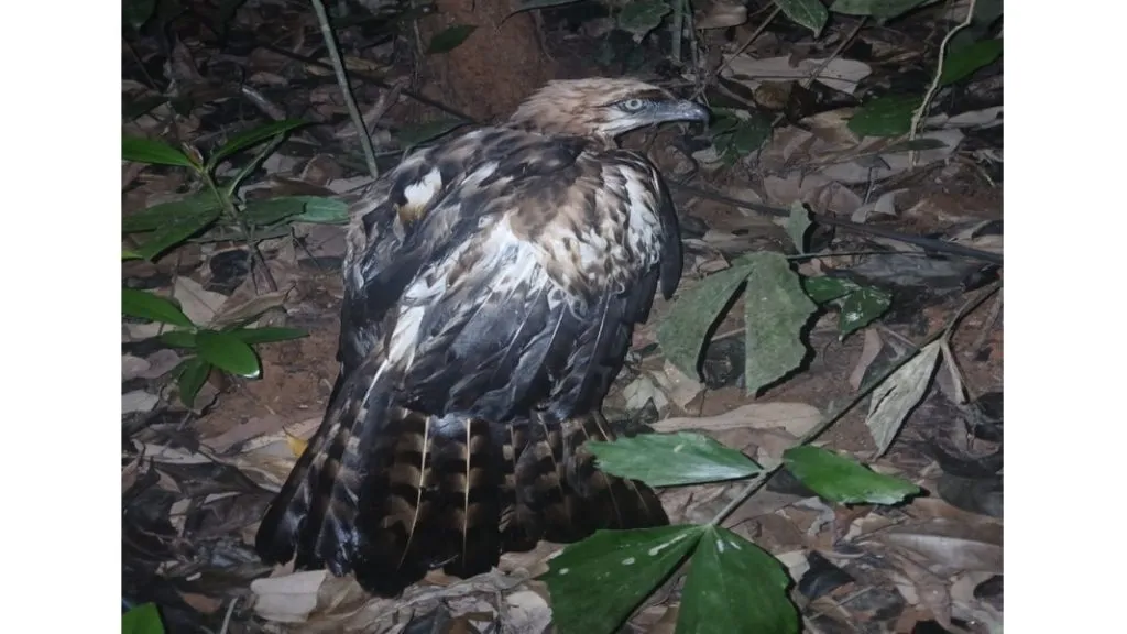 विहिरीत पडलेल्या घारीला ग्रामस्थांकडून जीवदान !