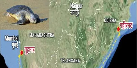 साडेतीन हजार किमीचा प्रवास करत ओडीसातील मादी कासव पोहोचले गुहागर समुद्रकिनारी! revealed turtlesolive ridley tortoise from Odisha to Guhagar beach
