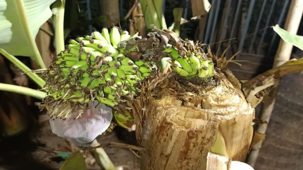 दोडामार्गात केळीच्या बुंद्यावरच उगवला घड