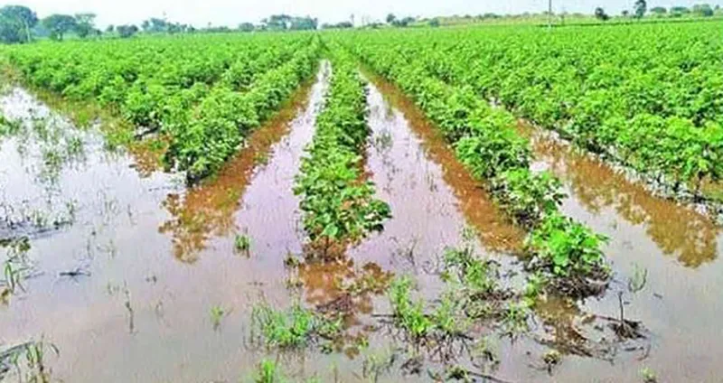 Farmers were hurt by bad weather, hospitals hurt patients