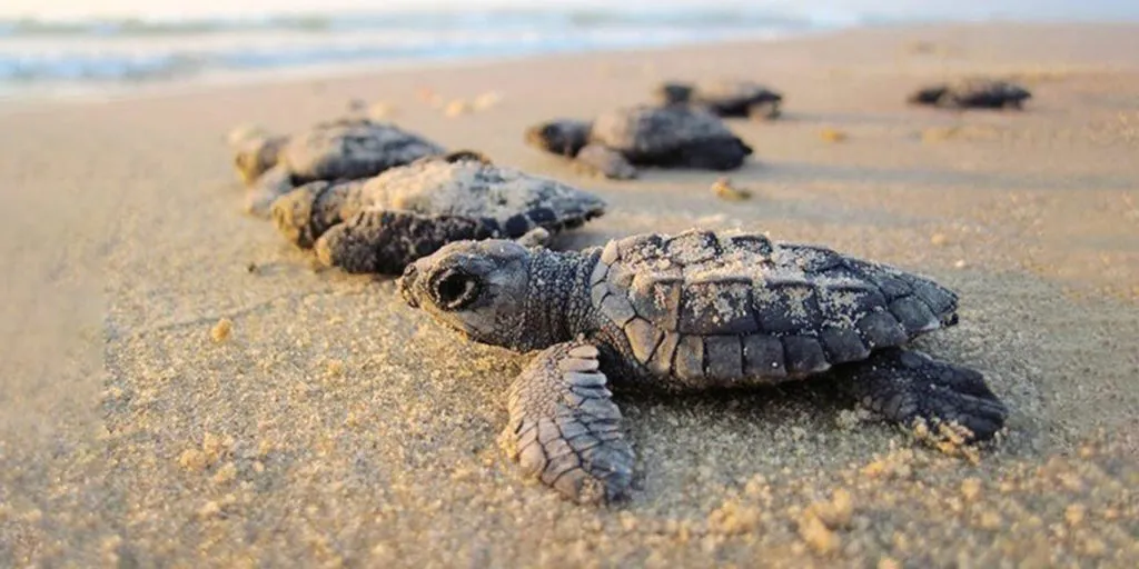 "Turtle Festival to Begin in Anjarle from Tomorrow