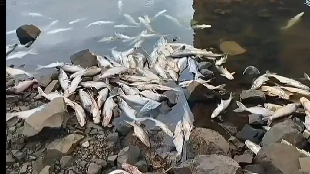 The fish are dead—are we waiting for people to die too?