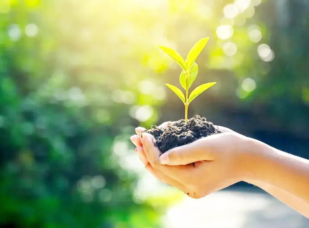 Saplings will be planted in wasteland.