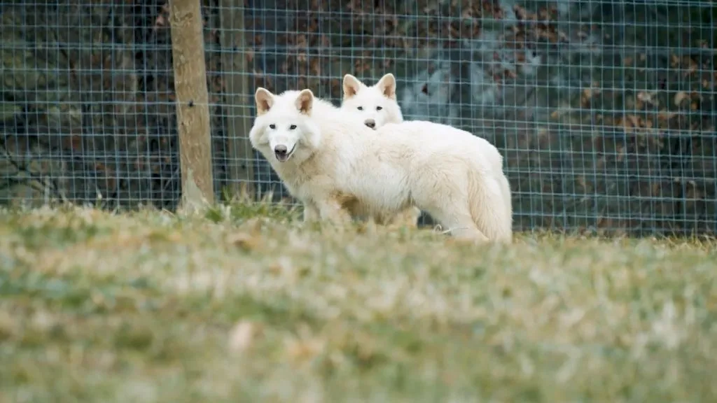 Dire Wolf returns to Earth