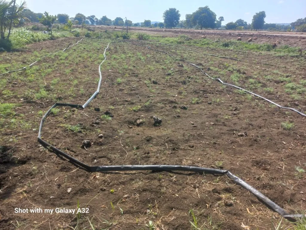 Farmers worried about hanging power lines