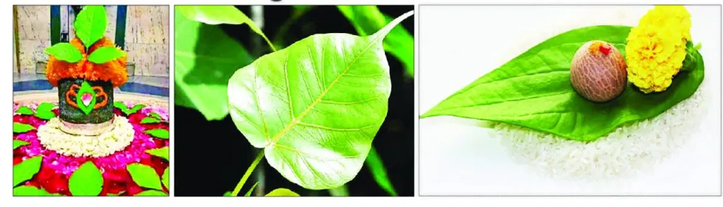 पानांची दुनिया The world of leaves