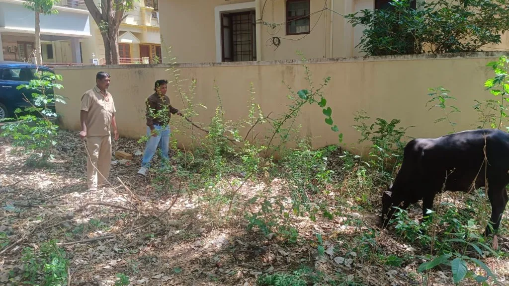 Funeral ceremony of dead calf by Municipal Corporation in Mahanteshnagar