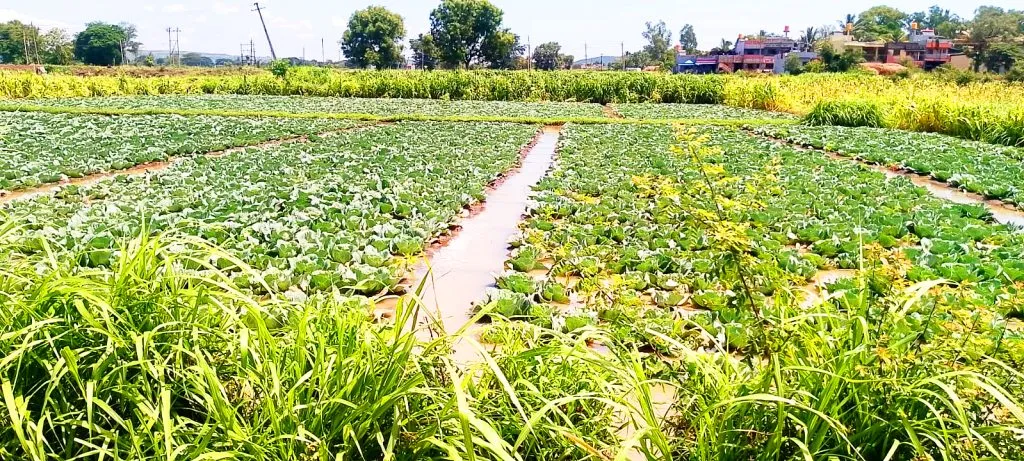 होनगा येथे पावसामुळे भाजीपाला पिकाचे नुकसान Vegetable crop damaged due to rain in Honga