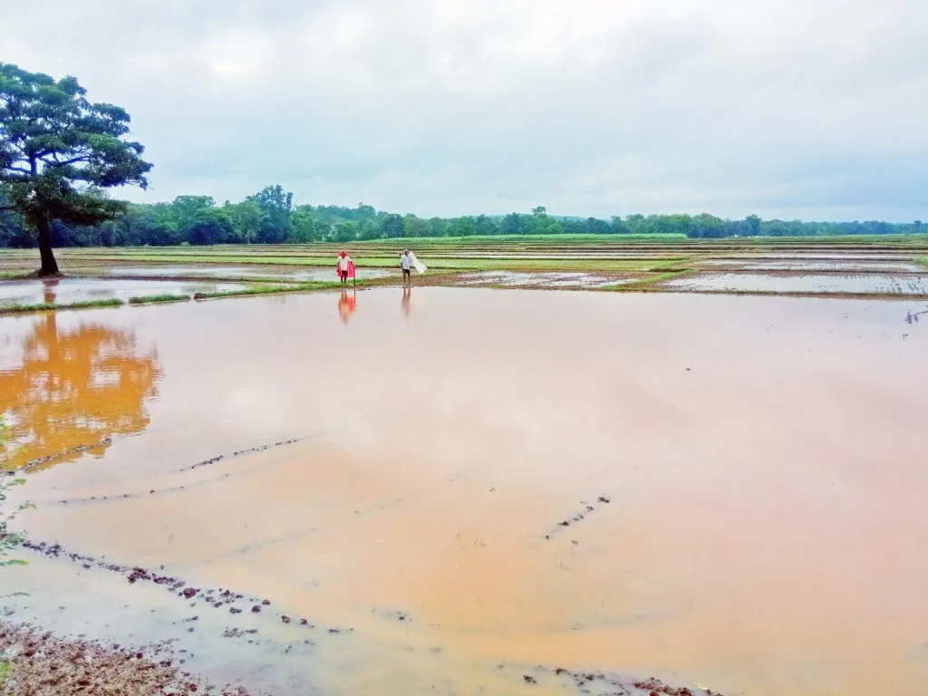 शेतवडीत पावसाचे पाणी साचल्याने शेतकरी चिंताग्रस्त Farmers are worried due to accumulation of rain water in the fields