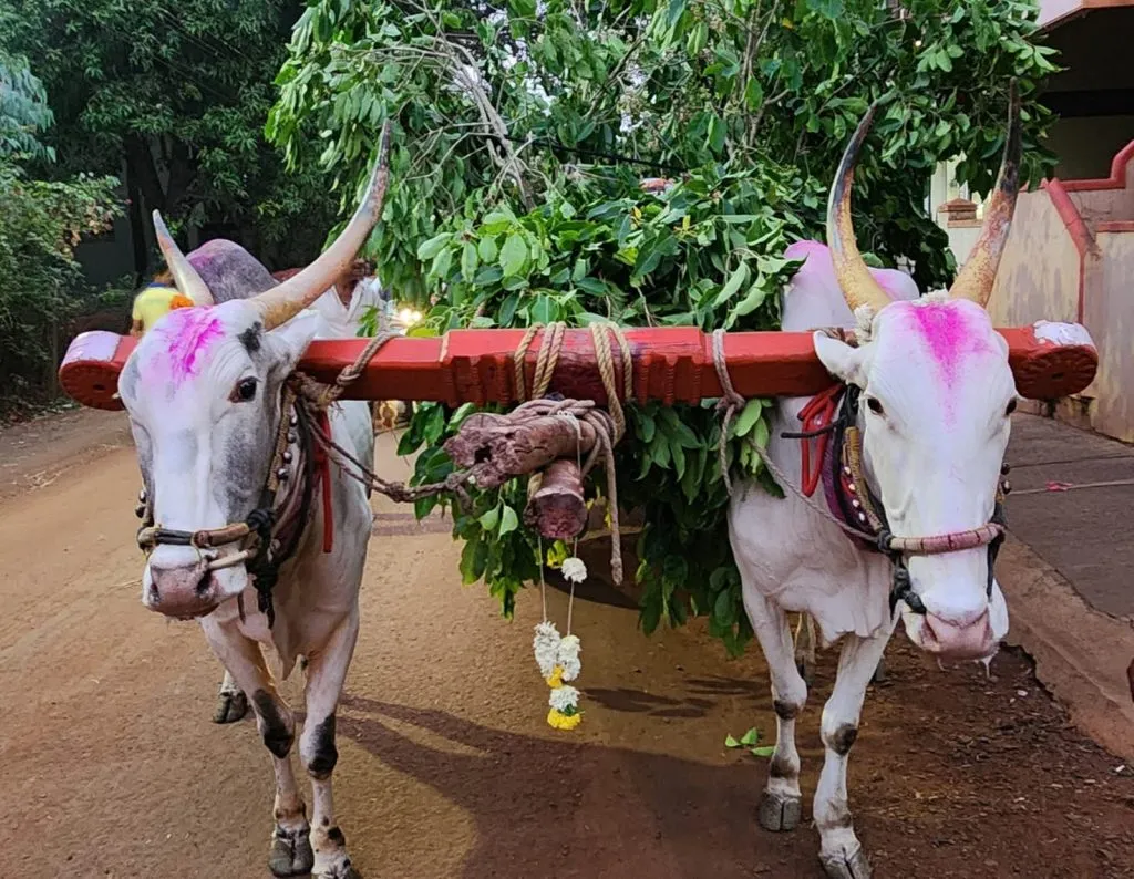 वडगावातून बैलजोडीची चोरी Theft of a pair of bulls from Vadgaon