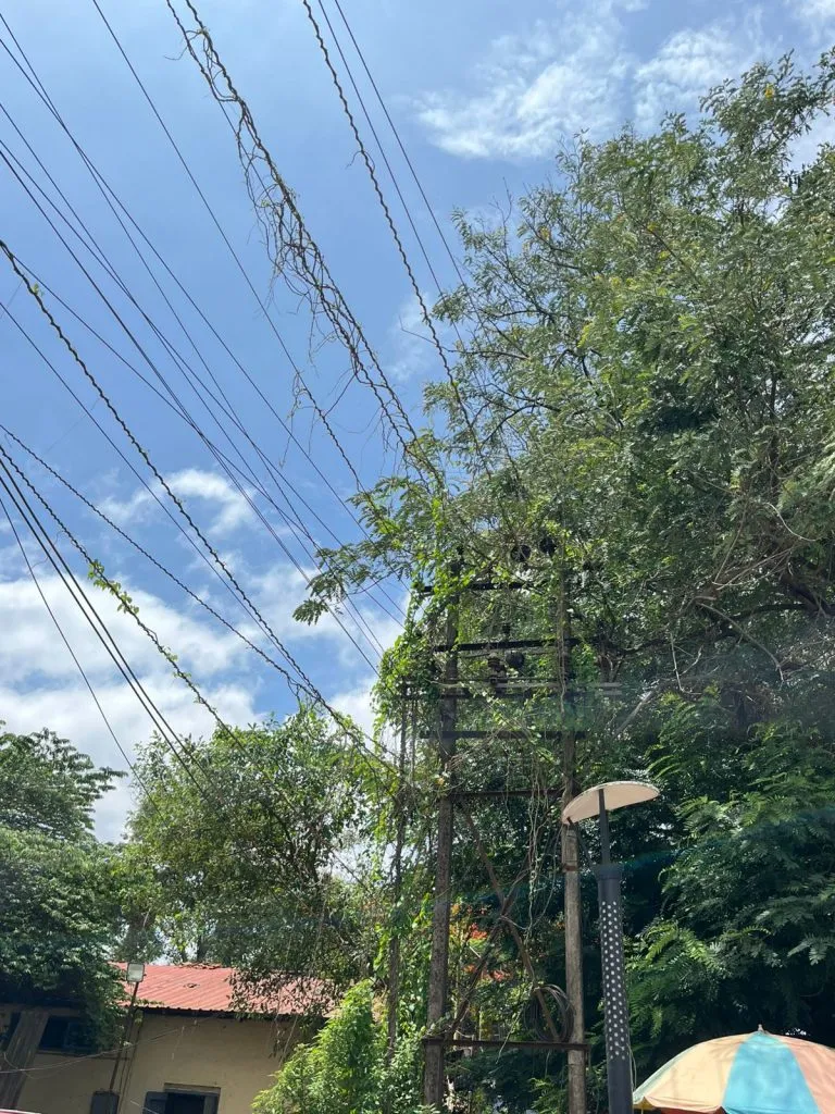 शहरात वीज वाहिन्यांवर वेलींचे साम्राज्य Vines rule over power lines in the city