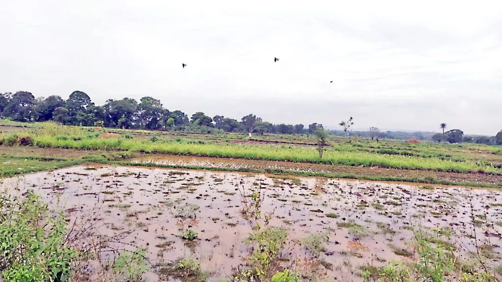 Unseasonal rains in the Kangrali Budruk Kiryat area