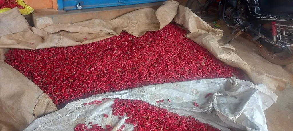 Heavy damage to chillies in Jamboti area due to rain