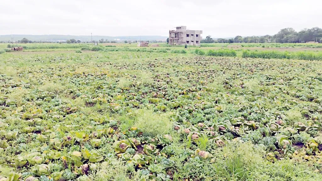 कडोली परिसरात पावसाची संततधार सुरूच Continuous rain continues in Kadoli area