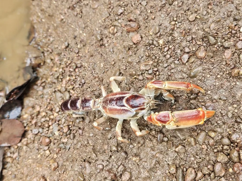 Rare sea scorpion found in Kelshi