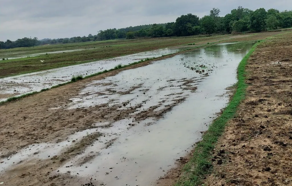 Rice sowing in Gunji area delayed due to rain