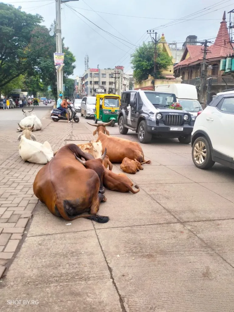 मोकाट जनावरांचा शहरात वावर Stray animals roam the city