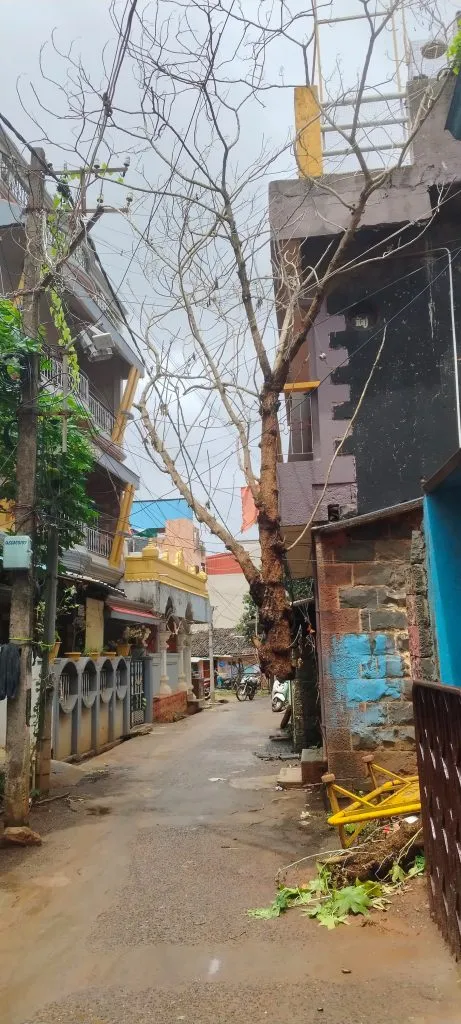 Tree branch falls on power lines in Bhoi Gali