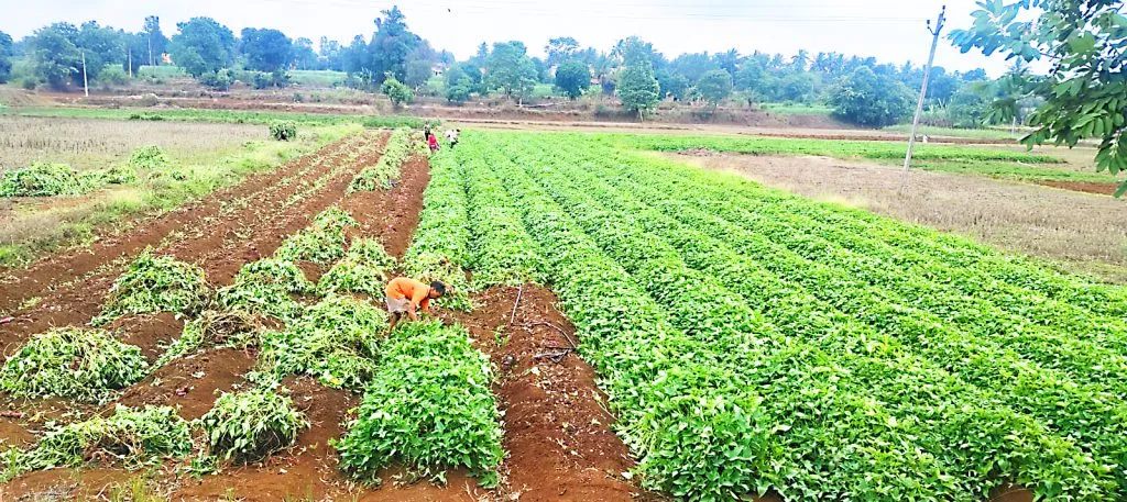 बेळगाव तालुक्यात आता बारमाही रताळी पीक Perennial sweet potato crop now in Belgaum taluka