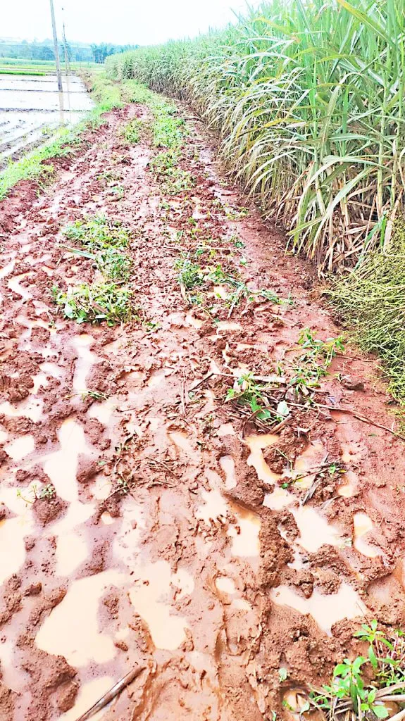 शेतवडीतील पक्क्या रस्त्यांअभावी शेतकऱ्यांचे हाल Farmers' plight due to lack of paved roads in their farms
