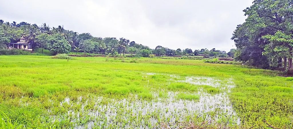 How to sow in Shivar? The victim's anxiety increased