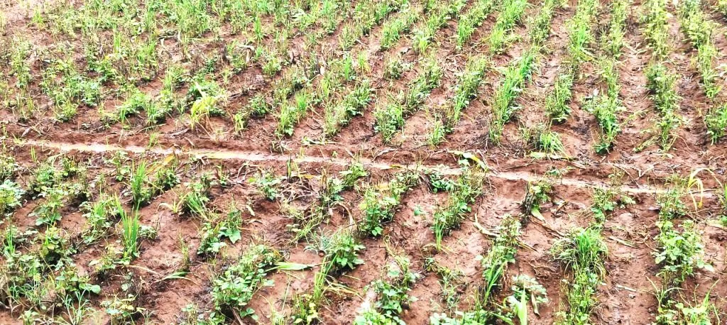 मान्सूनपूर्व पावसात भाजीपाला पिकांचे प्रचंड नुकसान Heavy damage to vegetable crops in pre-monsoon rains