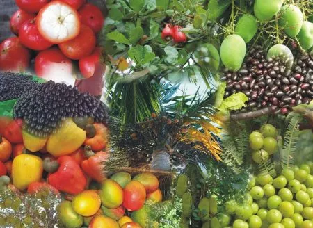 Unseasonal rain has disrupted the wild fruit economy