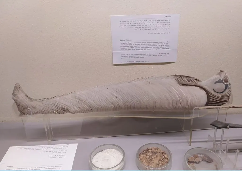 The discovery of the amazing 'mummy'