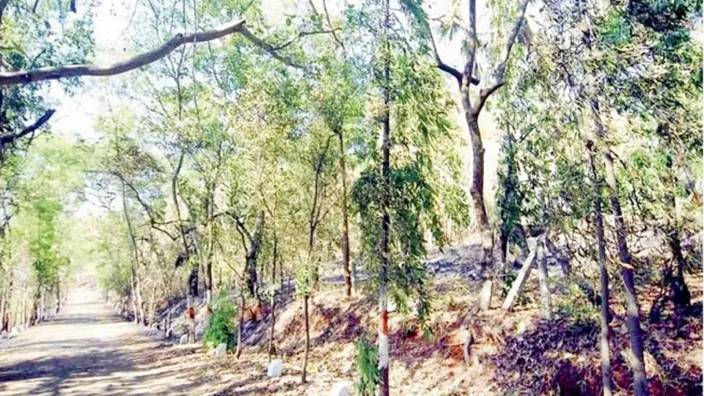 Drawings on dangerous trees in the city