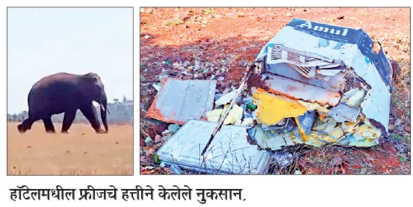 Elephant 'Chaloba Ganesh' aggressive in border area