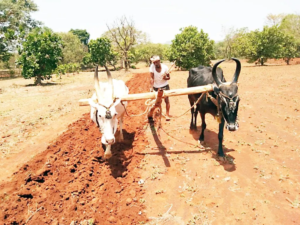 शेतकरी खरीप पेरणीच्या तयारीत Farmers preparing for kharif sowing