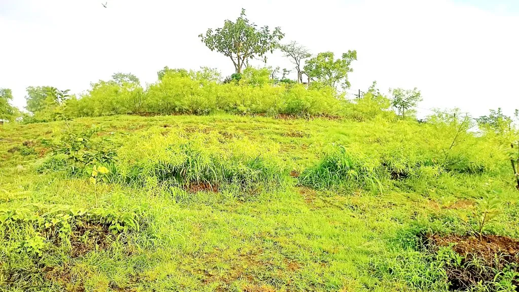 The Rajaram Lake area adorned with greenery even in the scorching heat