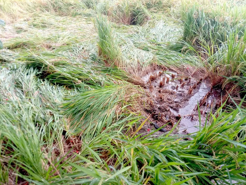 Pre-monsoon impact stalls preparations for the Kharif season