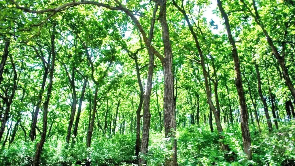 Tourists' movement in restricted forest