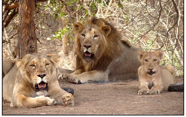Number of lions in Gujarat reaches 891
