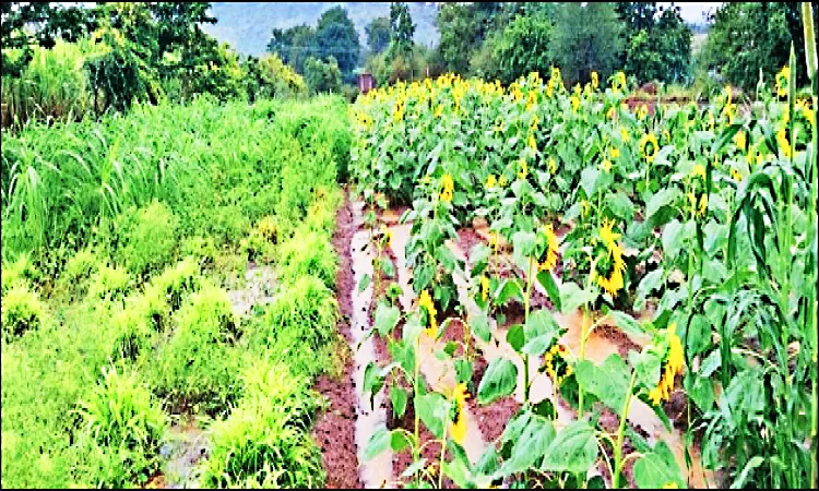 Mixed crops will be prevalent this season