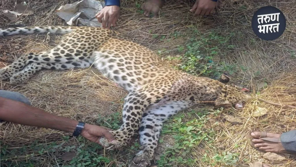 One leopard died caught other died being hit by vehicle ratngiri
